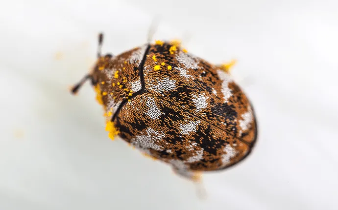 Signs of carpet beetles - little bugs can do a lot of damage