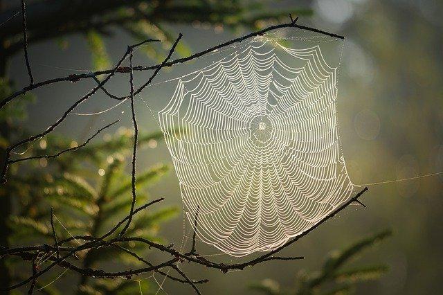 spiders-and-their-beautiful-webs-blog-a-1-pest