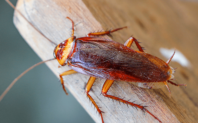 Learn How To Avoid Cockroaches In Your Home This Summer