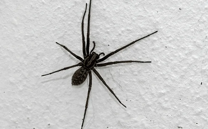 non poisonous house spiders