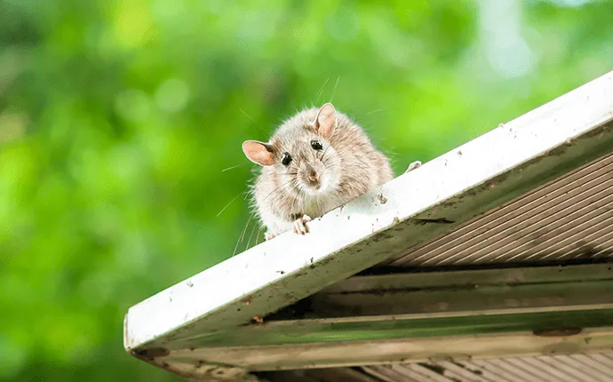 Roof Rats - Green Pest Solutions