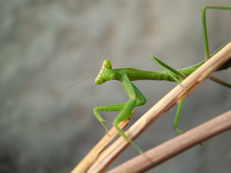 Praying mantis on stick. Image complements the blog addressing benefits of praying mantis and answering are praying mantis are good for gardens