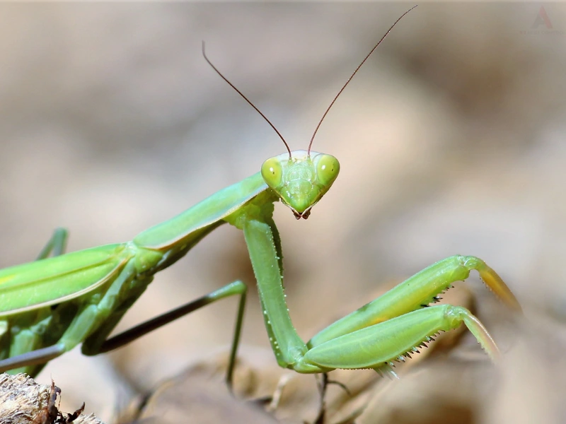 Praying mantis. Image complements the blog addressing benefits of praying mantis.
