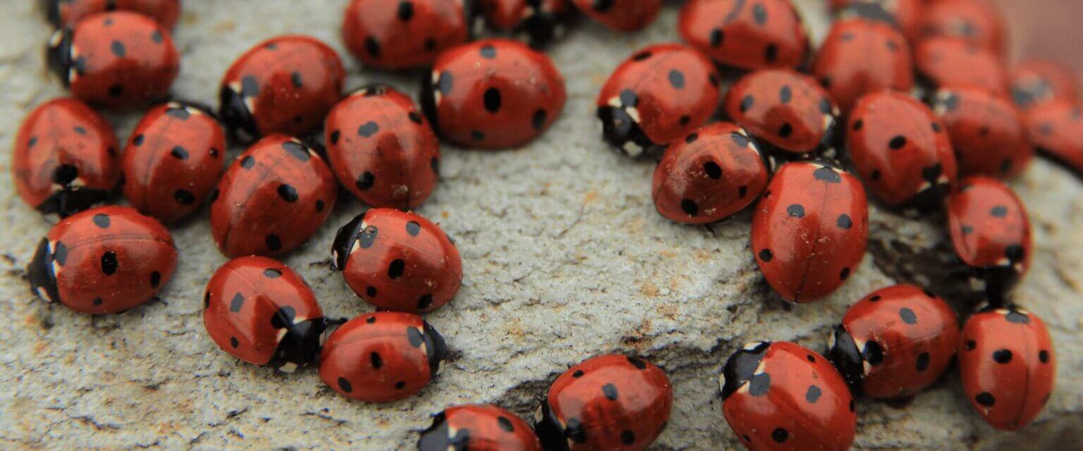 North Carolina Ladybugs Guide | A-1 Pest Identification