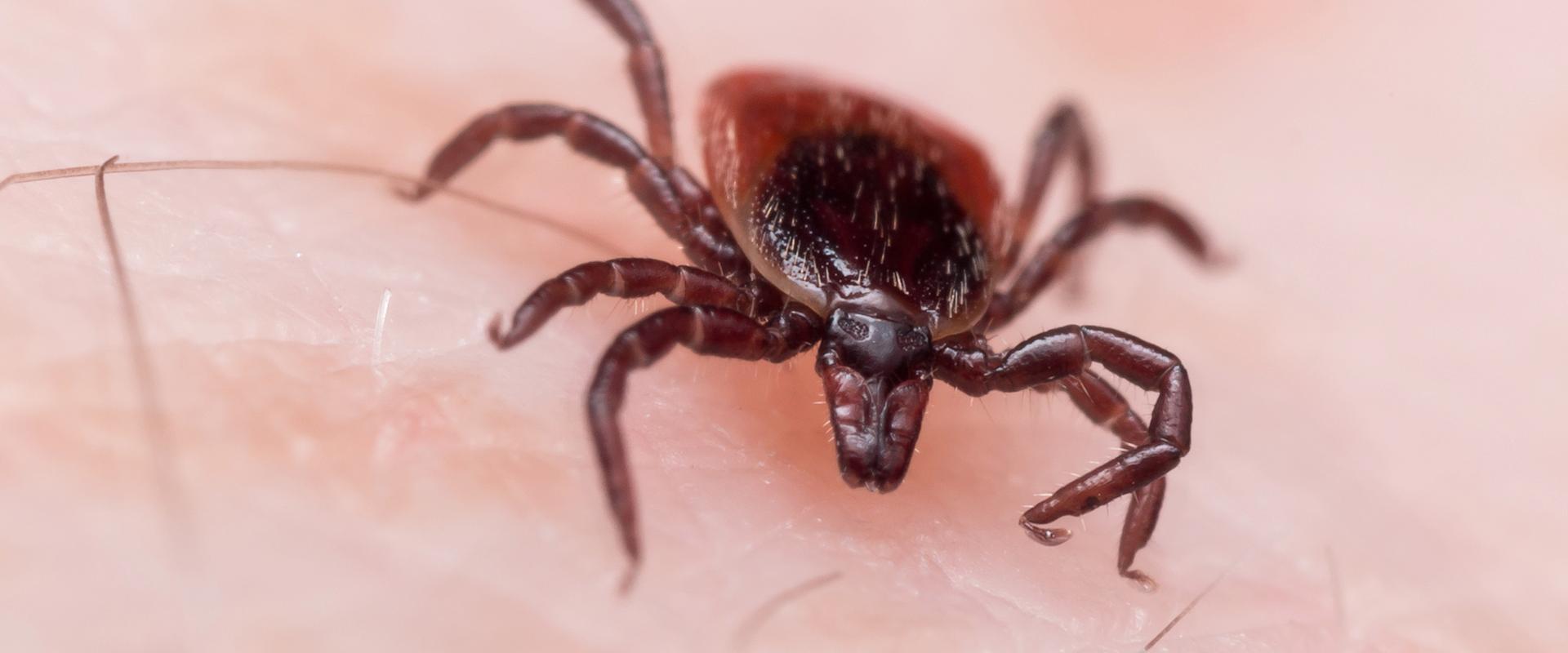 Tick Identification And Control Information