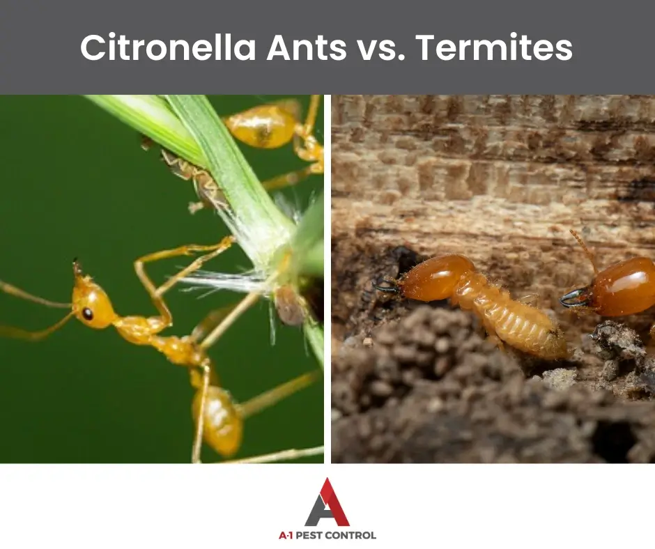 termite vs citronella ant identification