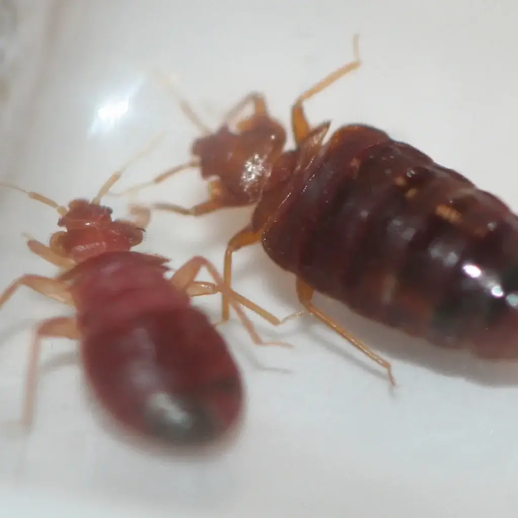 red bed bugs