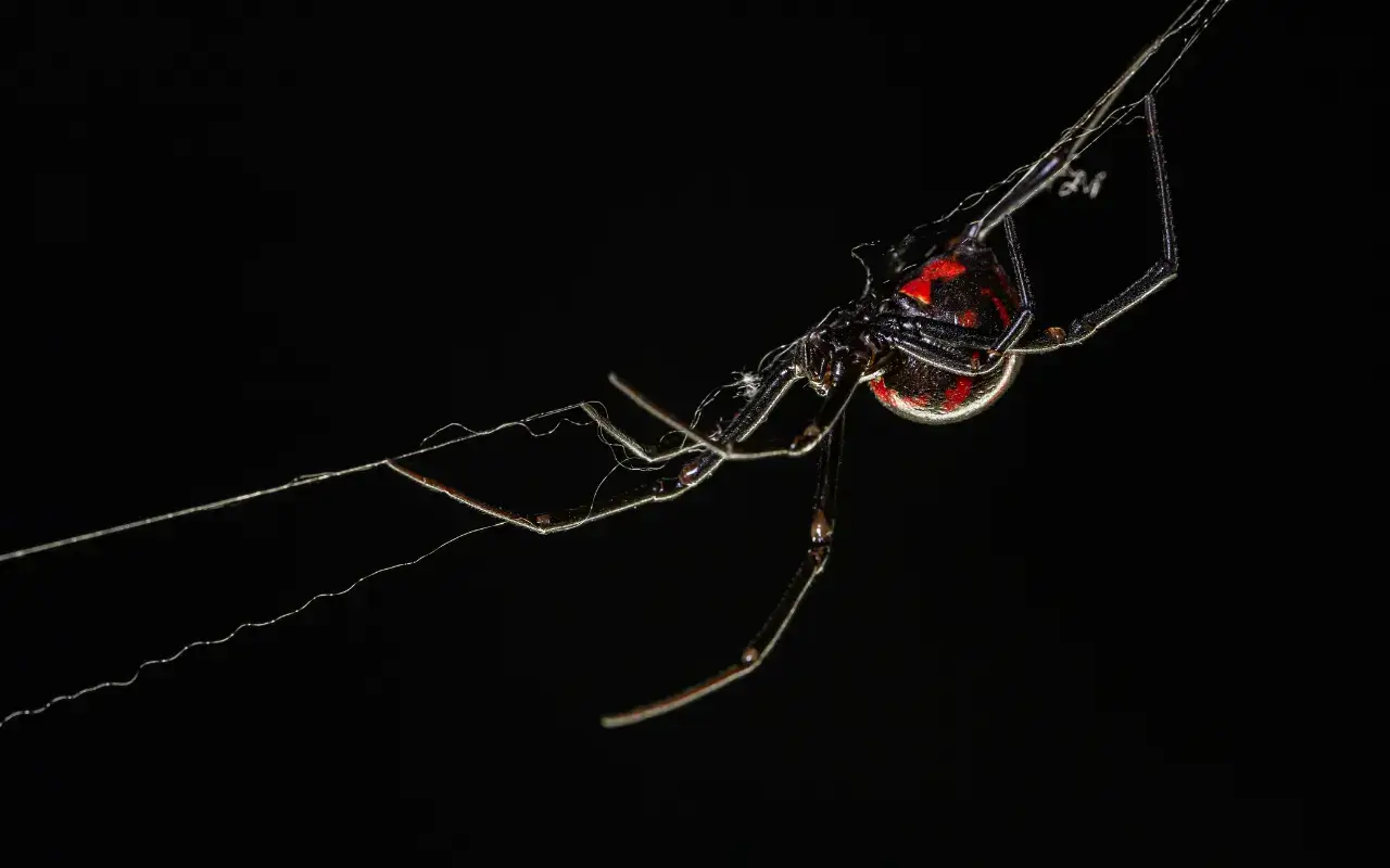 Most Poisonous Spiders of North Carolina | A-1 Pest Control