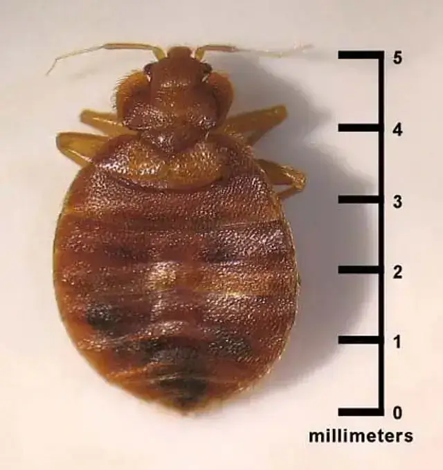 successful bed bug extermination
