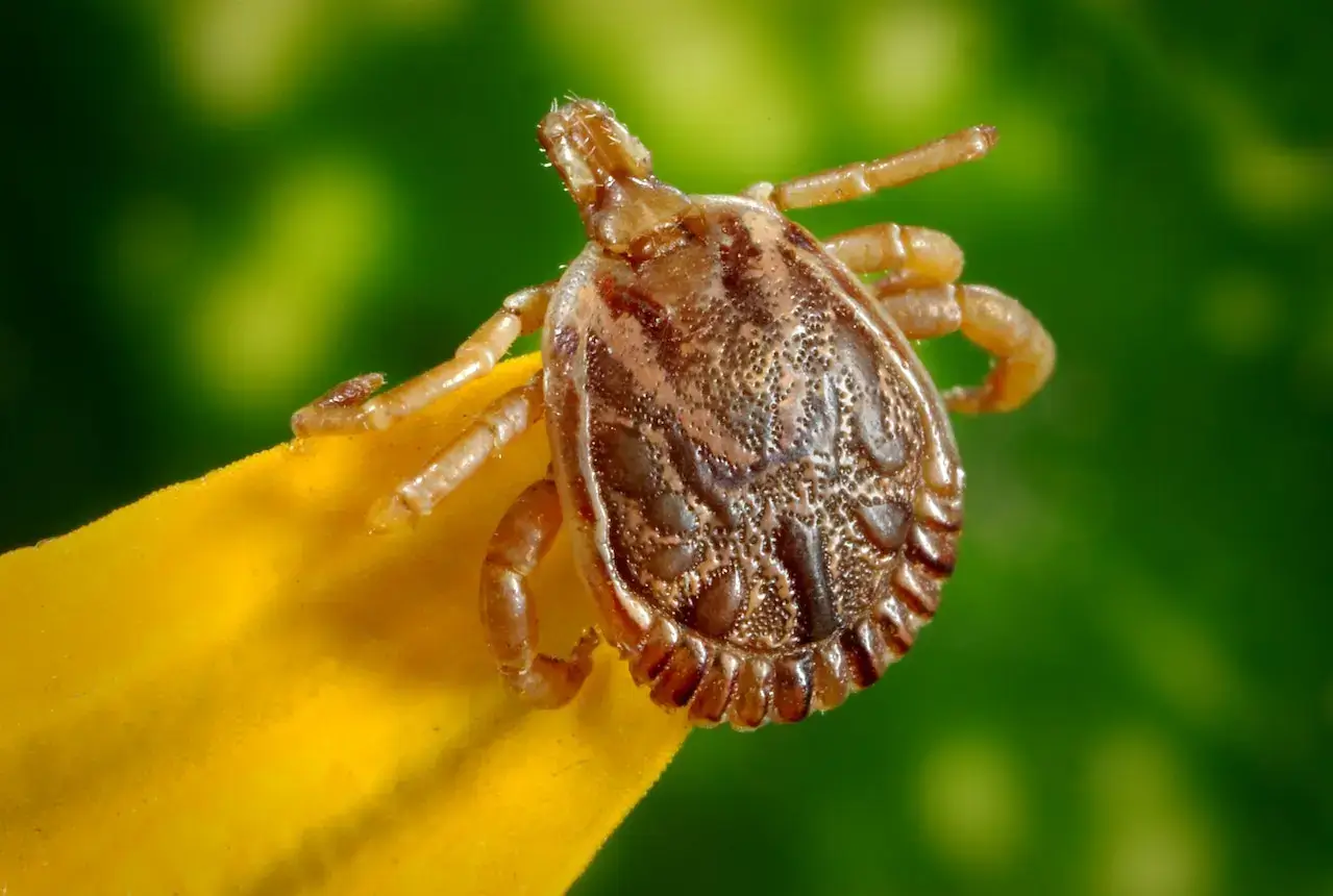 how-long-can-bed-bugs-live-without-a-host-bed-bug-control