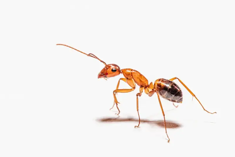 Picture a pharaoh ant. Pharaoh ants have a light red or brown body and a dark brown or black abdomen.