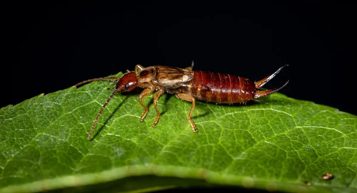 Debugging the Myth: Are Earwigs Dangerous | A-1 Pest Control