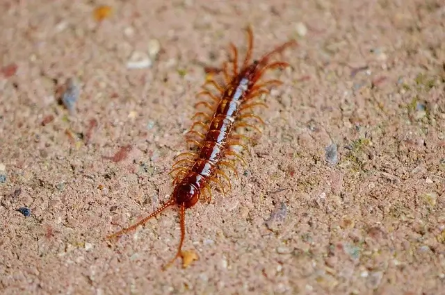 centipede pest problems