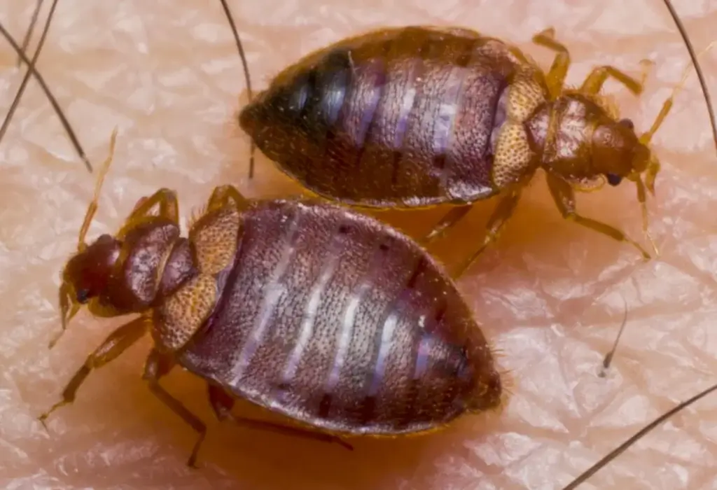 How Can I Detect Bedbugs?