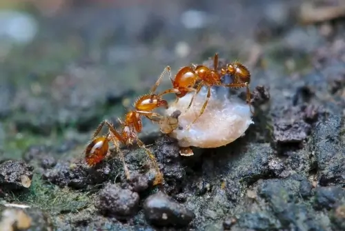 Two fire ants sitting on a stone.