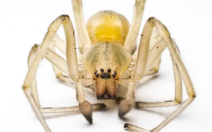 Spiders are perhaps the most notorious of basement lurkers