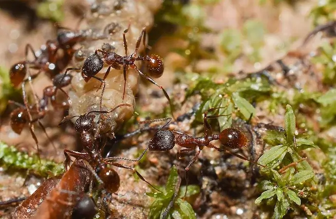 A colony of ants for the service page titled "Ant Control" in Western North Carolina including Lenoir, Hendersonville, Mooresville, and West Jefferson.