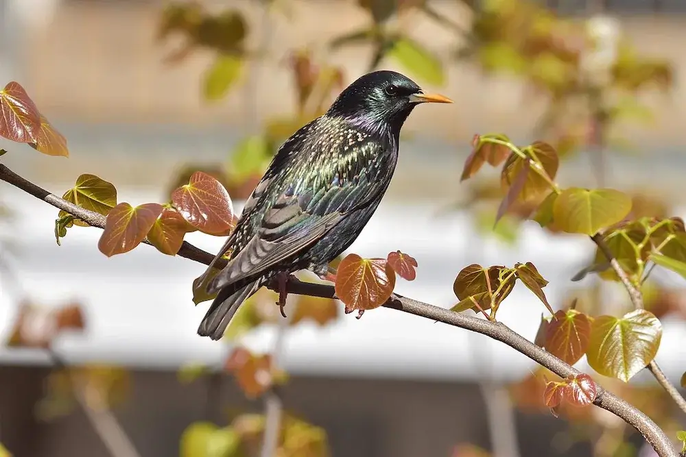 A dark colored bird on a branch for the service page "pest control Hendersonville NC."