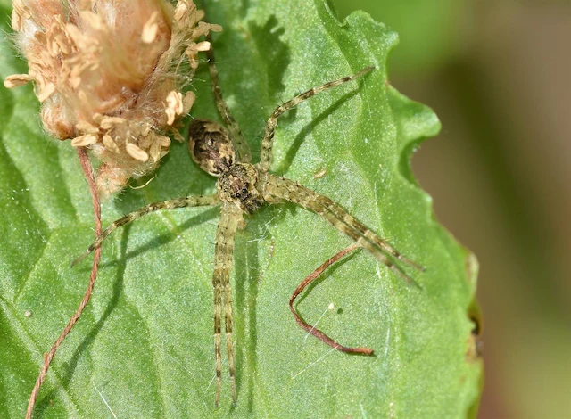 A spider on a leaf for thje service page "Spider Control."
