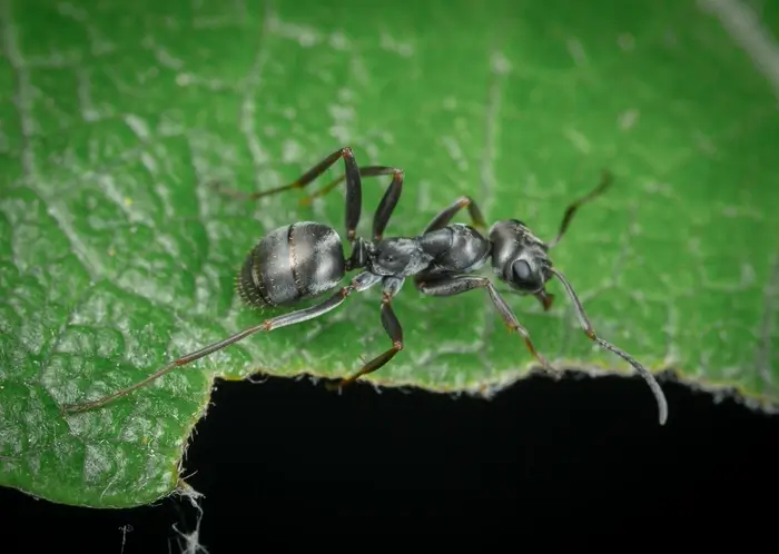 Little Black Ants