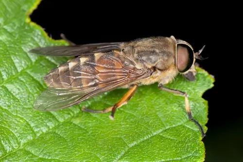 Horse Flies