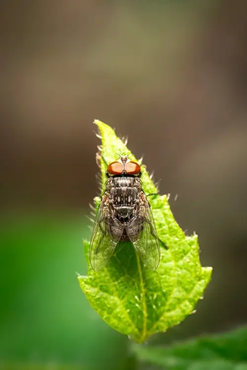 Housefly