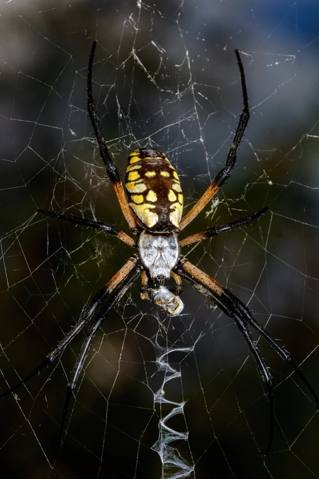 Orb Weaver Spider