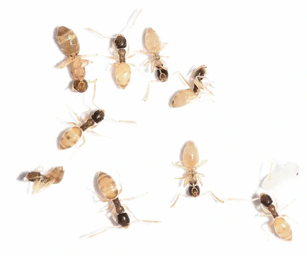 A cluster of ghost ants against a white background.