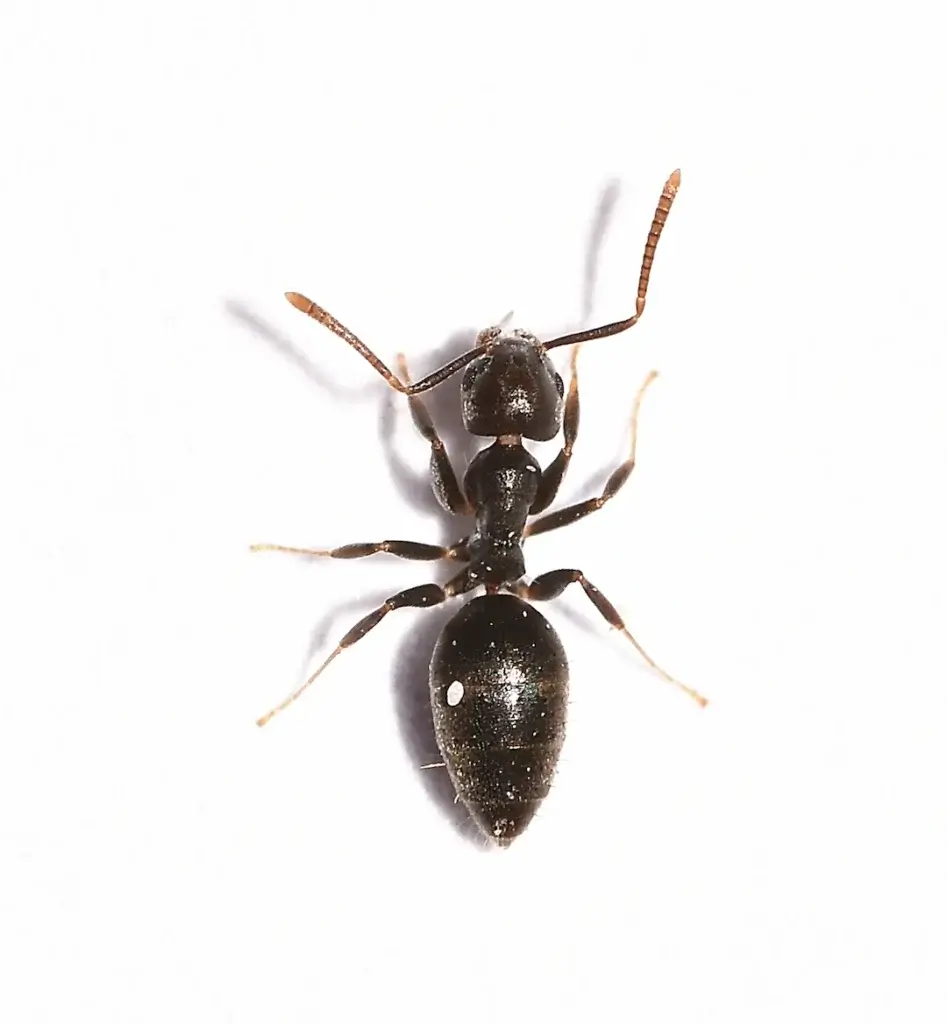 odorous house ants