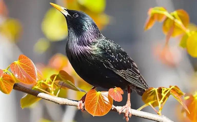A black starling with a metallic black coat is sitting on a tree limb. This image is for the blog post regarding Starling Control or Deterring Starlings from Invading Your Yard.