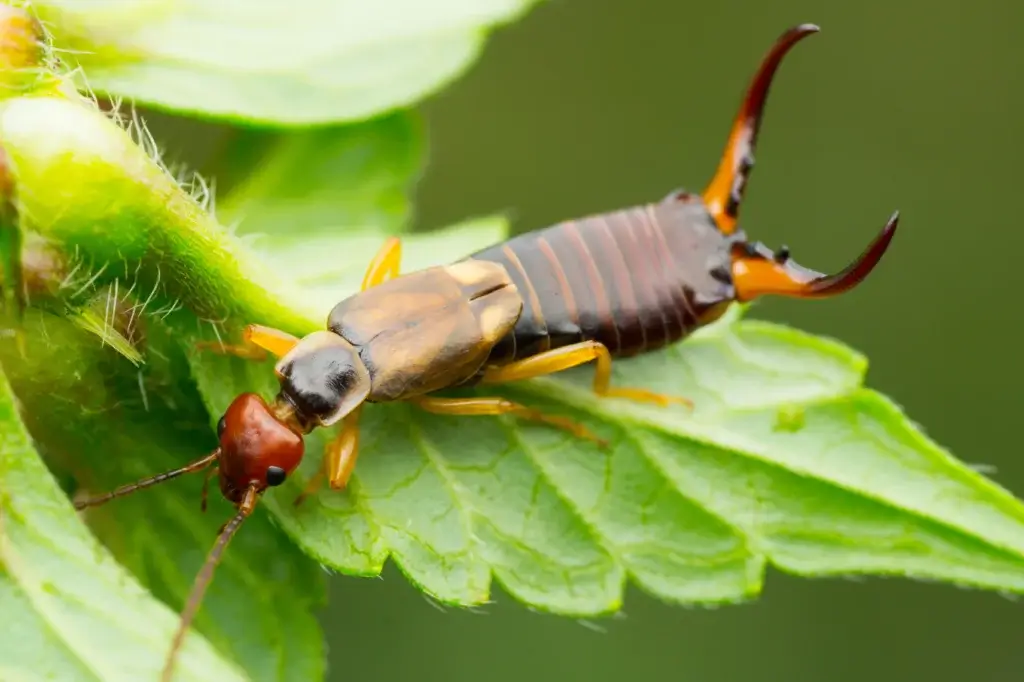 What are earwigs - close up of an earwig on a leaf