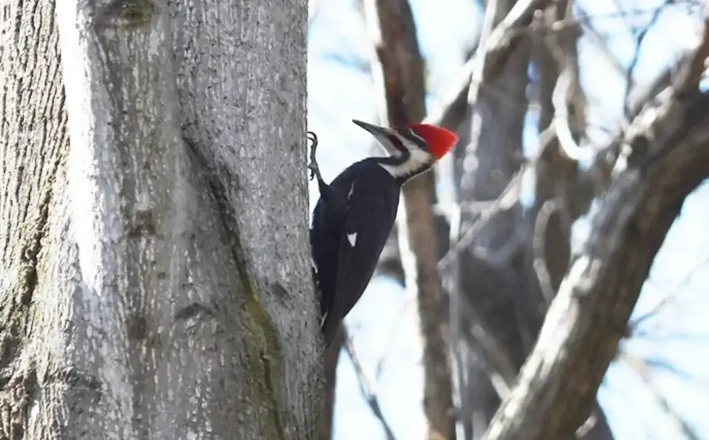 A red headed woodpecker on a tree. Woodpeckers may cause damage to trees.