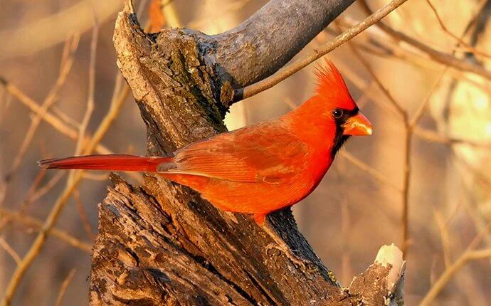 A vibrant red cardinal is perched on a tree. This photo is intended for the service page titled, "Cardinals."