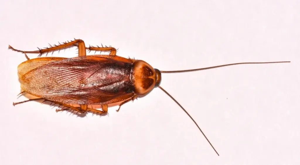 American cockroaches, as pictured here, have dark brown and reddish tint.