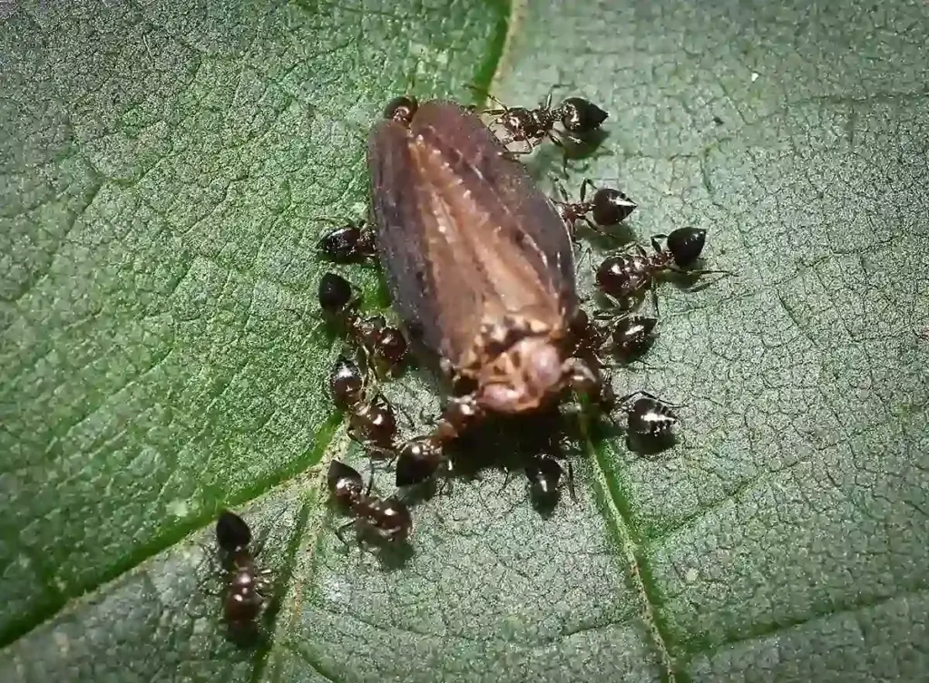 Acrobat Ants - Crematogaster