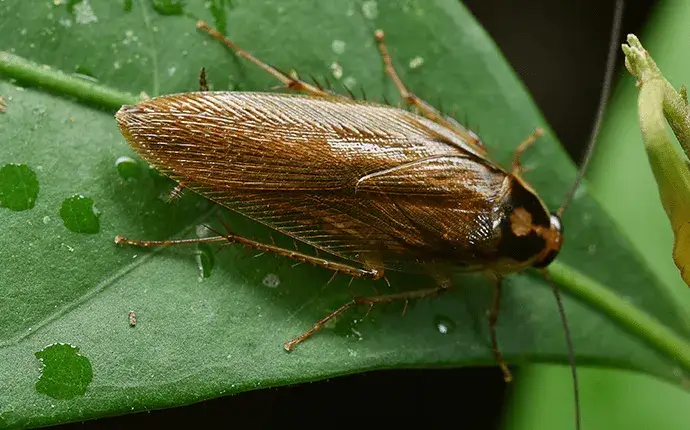 A brown-banded roach on a green leaf.