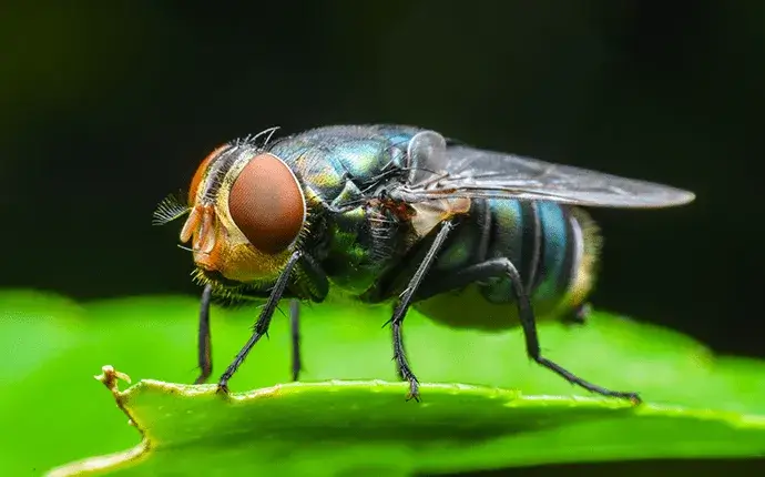 A blowfly is pictured on a green leaf. This photo is for the page titled Blowflies. 