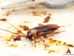 A german cockroach is eating food on a plate.