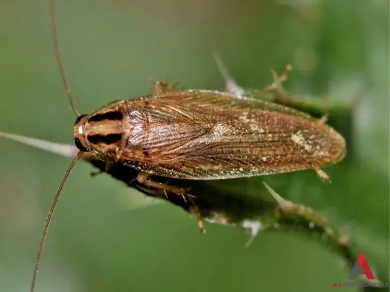 A German cockroach is pictured against a green background, presumably a leaf.