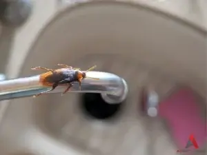 A cockroach, potentially a german cockroach, on a sink faucet. 