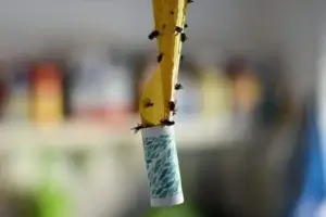 Houseflies are on a banana peel