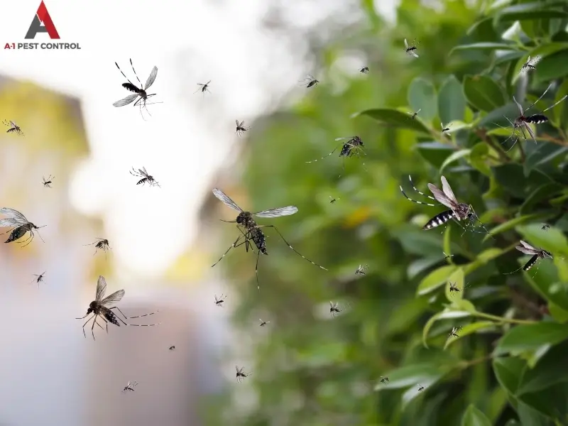 A-1's West Jefferson mosquito control helps prevent mosquitos from swarming in your yard as pictured here.