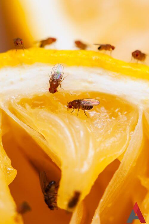 Fruit flies on an orange