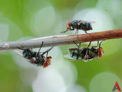 Horse flies on a twig. 