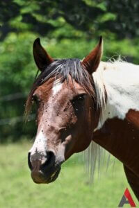 A horse is surrounded by stable flies