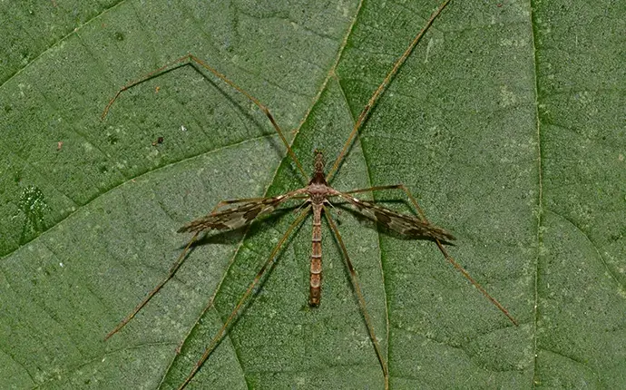 Crane flies on a green leaf.