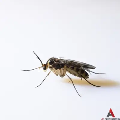 A close up image of a buffalo gnat against a white background with the A-1 Pest Control logo.