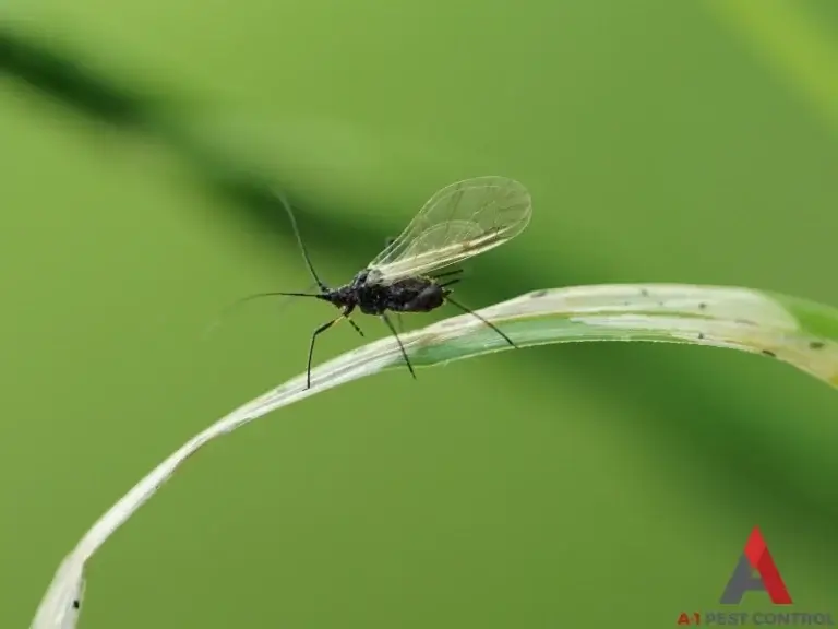 An eye gnat on a piece of grass.