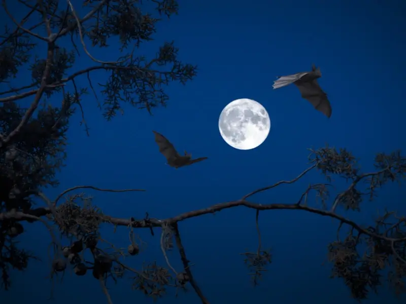 Bats in the night sky. This image is for the service page Wildlife Control in Denver, NC. 