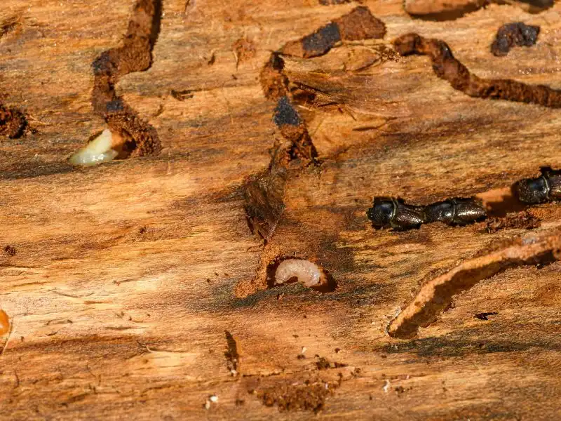 Termites in wood for featured image of termite control service page in Banner Elk, NC